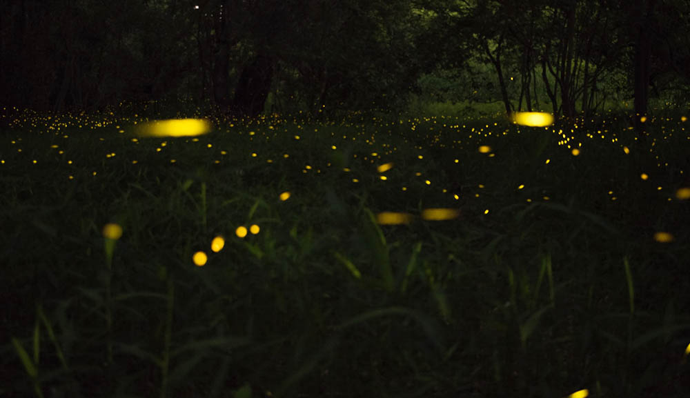 fireflies by the grass