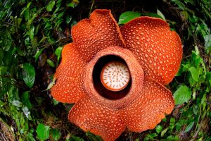rafflesia moonriver